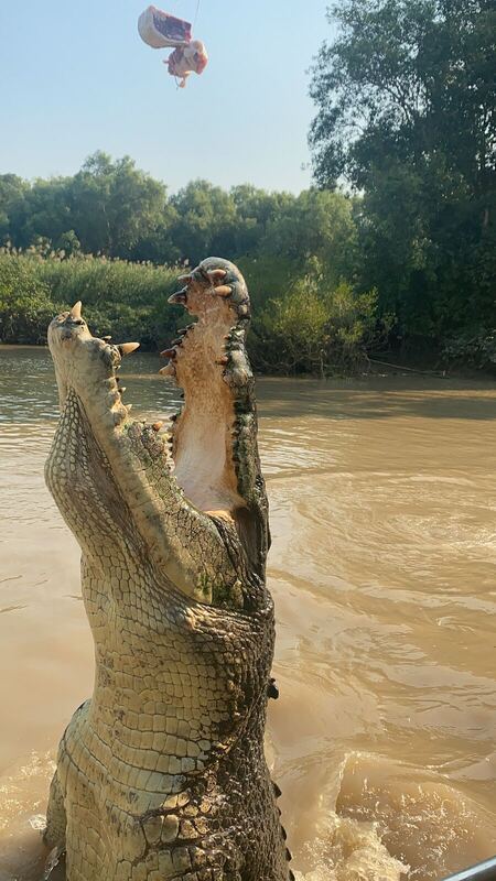 Saltwater crocodile