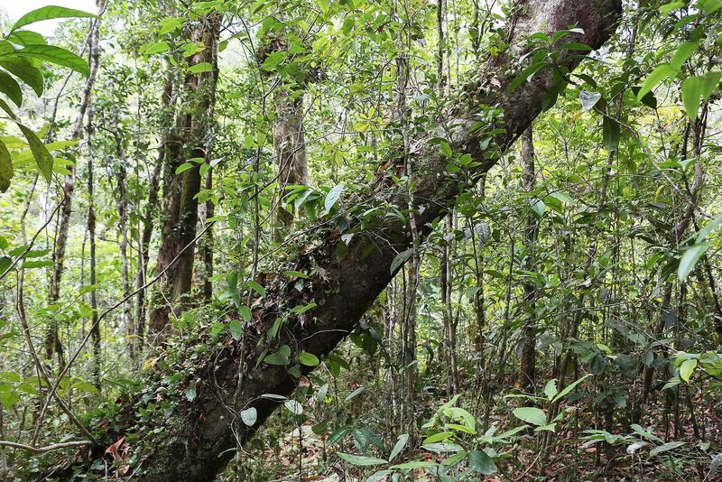 Mossman Gorge 02