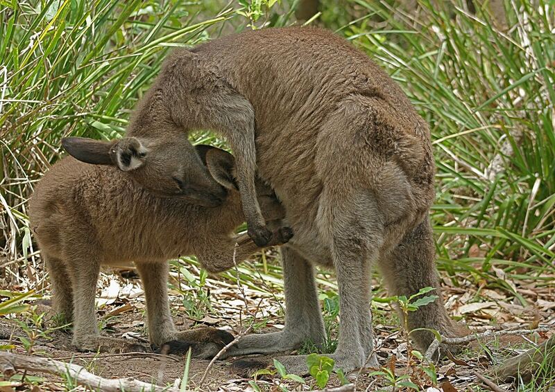 Eastern grey kangaroo