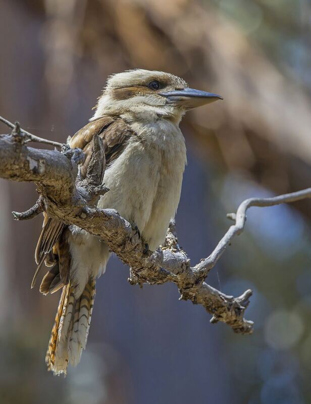Laughing kookaburra