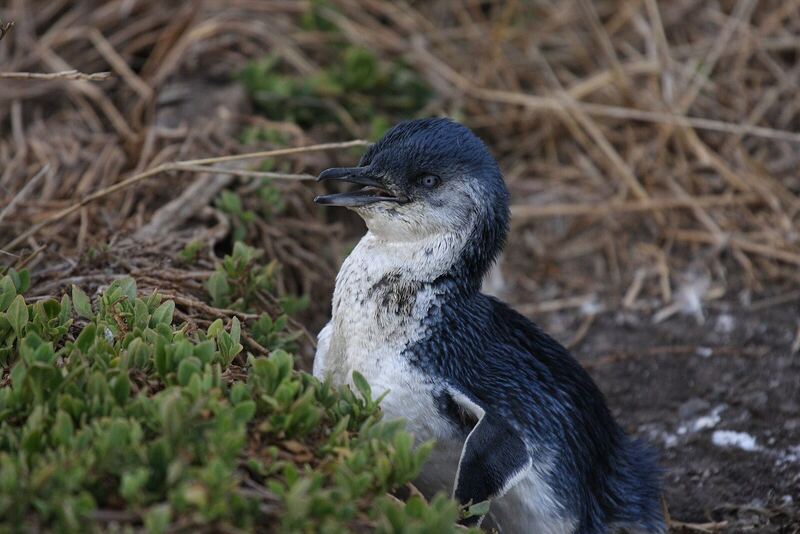 Little penguin