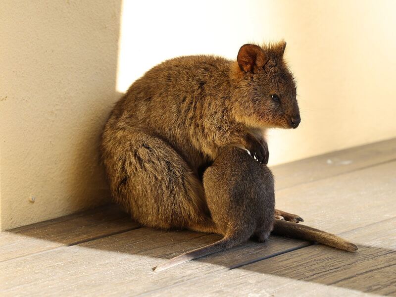 Quokka