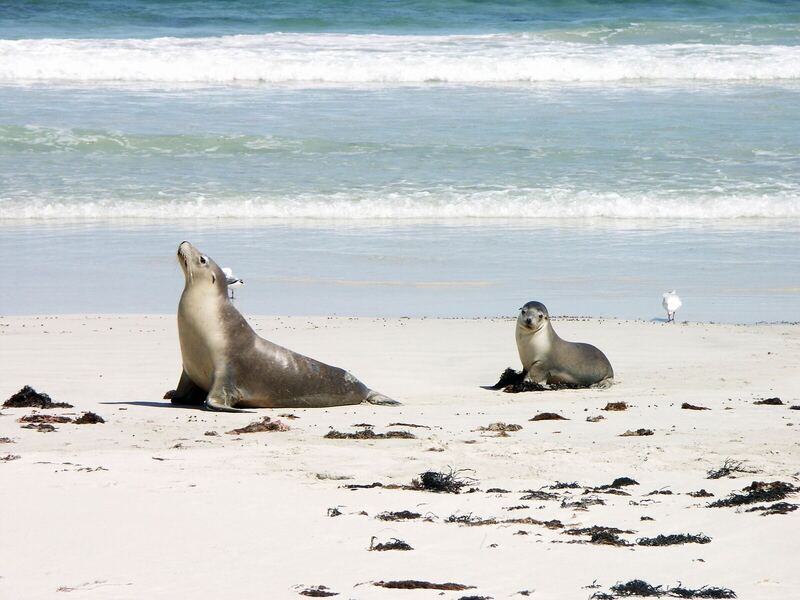 Australian sea lion