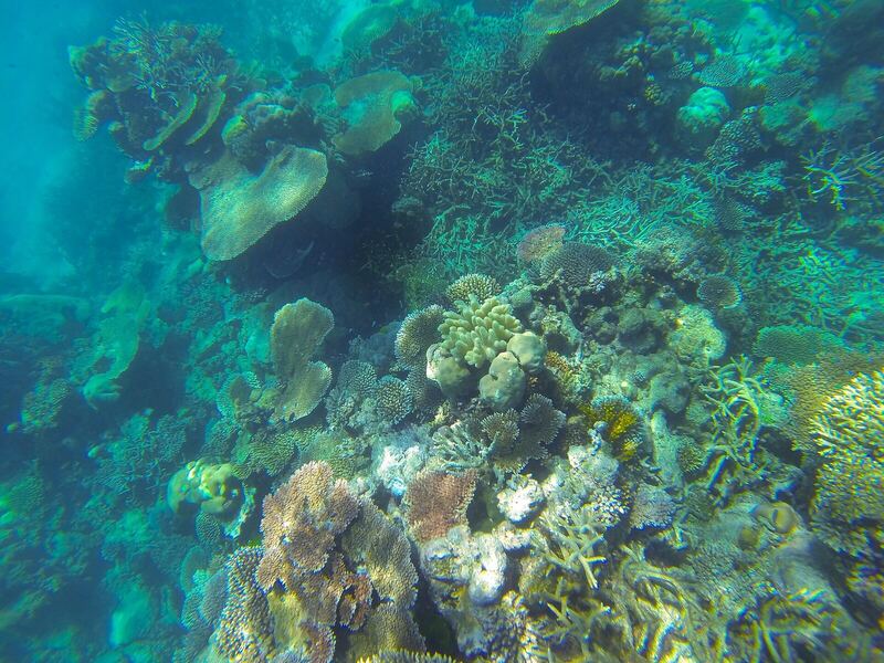 Reef & Queensland